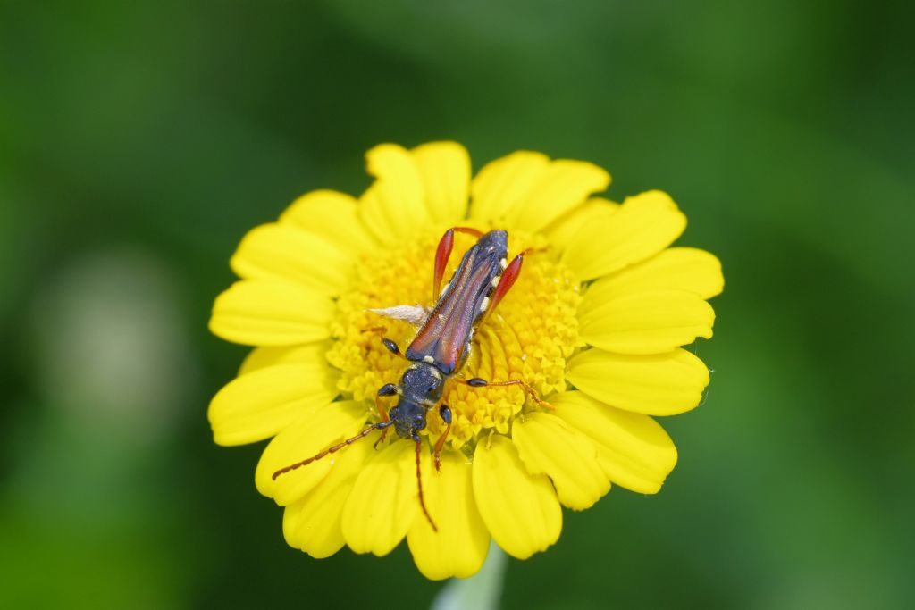 Oedemeridae? no, Cerambycidae: Stenopterus rufus